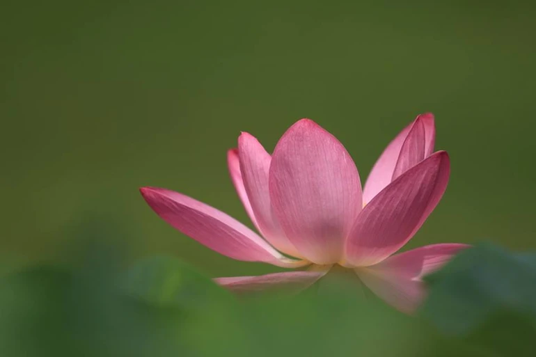 Hoa sen biểu hiện từ bùn dơ - Ảnh minh họa